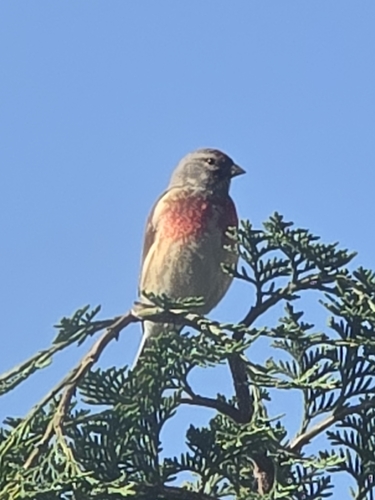 Eurasian Linnet