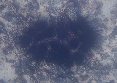 Centrostephanus coronatus