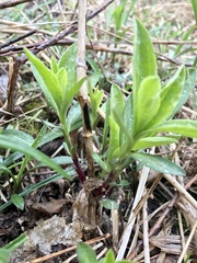 Saponaria officinalis