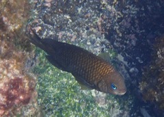 Stegastes beebei