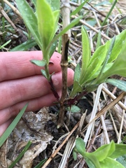 Saponaria officinalis