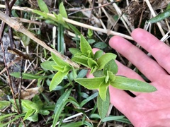 Saponaria officinalis