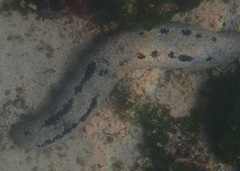 Holothuria atra