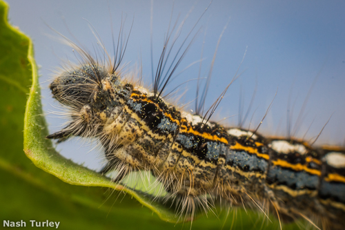 Forest tent caterpillar moth