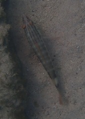 Serranus psittacinus