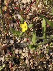 Camissonia contorta