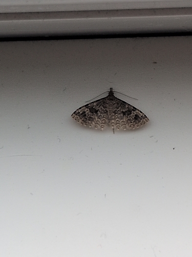 Twenty-plume Moth
