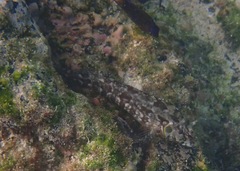 Gobioclinus dendriticus