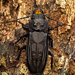 Escarabajo Perforador de Tocones - Photo (c) Eduardo Axel Recillas Bautista, algunos derechos reservados (CC BY-NC), subido por Eduardo Axel Recillas Bautista