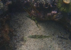 Halichoeres nicholsi