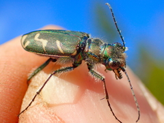 Cicindela tranquebarica vibex