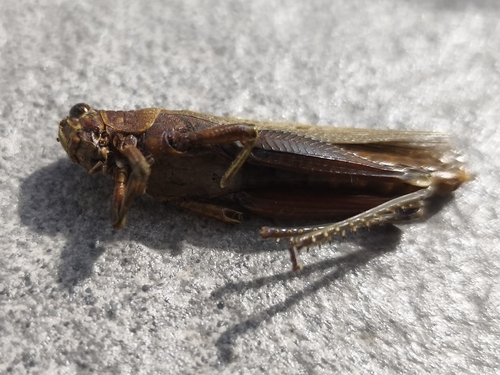 Egyptian Bird Grasshopper
