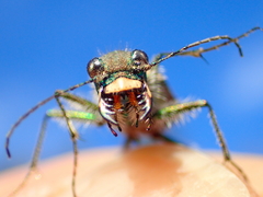 Cicindela tranquebarica vibex