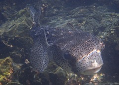 Chilomycterus reticulatus