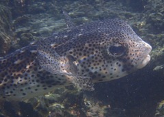Chilomycterus reticulatus
