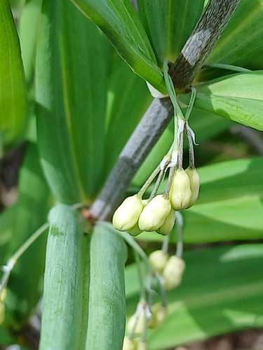 Polygonatum sibiricum, photograph 6