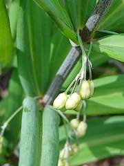 Polygonatum sibiricum, photograph (c) Святослав Власенко, some rights reserved (CC BY)
