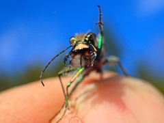 Cicindela tranquebarica vibex