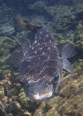 Chilomycterus reticulatus