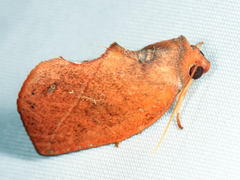 Apela
