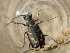 Cicindela tranquebarica vibex