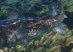 Chilomycterus reticulatus