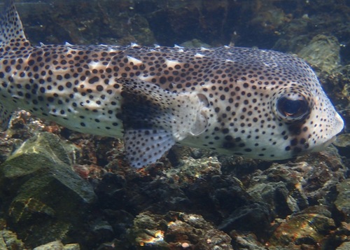 Spotfin Burrfish