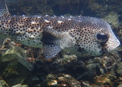 Chilomycterus reticulatus