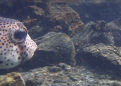 Chilomycterus reticulatus