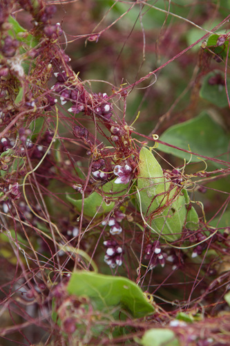 Cuscuta purpurata