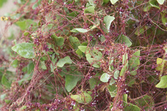 Cuscuta purpurata