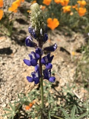 Lupinus benthamii