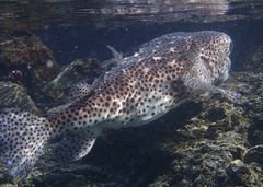 Chilomycterus reticulatus