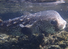 Chilomycterus reticulatus