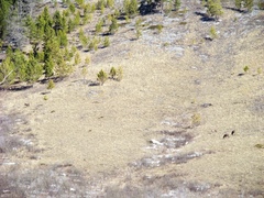 Cervus canadensis sibiricus