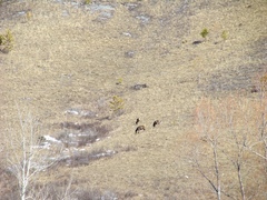 Cervus canadensis sibiricus