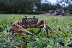 Nanhaipotamon formosanum