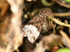 Scoparia minusculalis