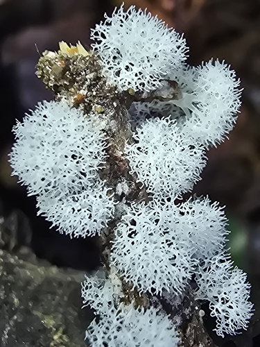 Ceratiomyxa fruticulosa arbuscula