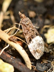 Scoparia minusculalis