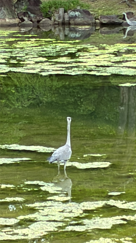 Eastern Grey Heron