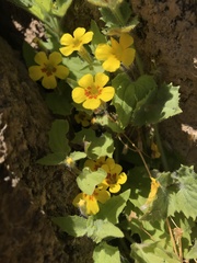 Erythranthe geniculata