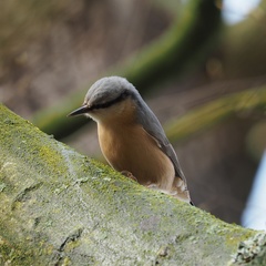 Eurasian Nuthatch photo 3