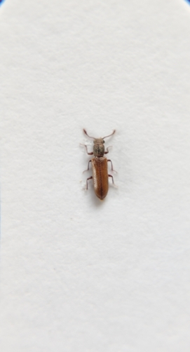 Lyctus sinensis