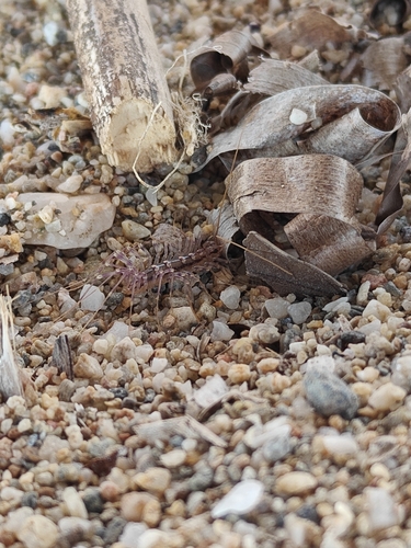 House Centipede