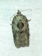 Acleris placidana