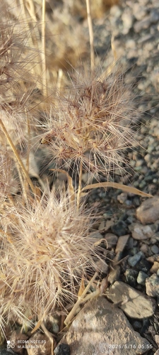 Bromus pumilio