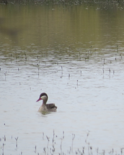 iNaturalist image