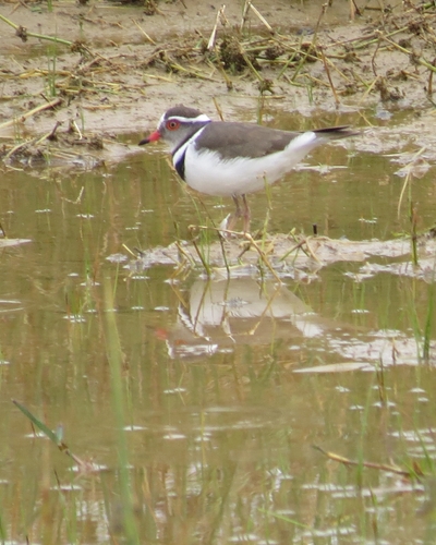 iNaturalist image