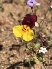Erythranthe shevockii